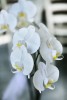 img-gallery